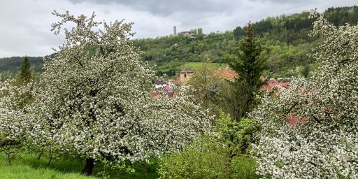 Obstgärten und Fuchsturm Obstgärten und Fuchsturm