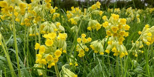 Schlüsselblumen Schlüsselblumen