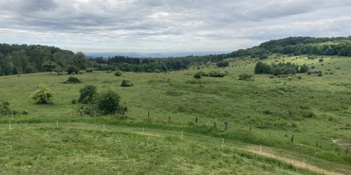 Zwischen Hutwiese und Steinfeldwiese Zwischen Hutwiese und Steinfeldwiese