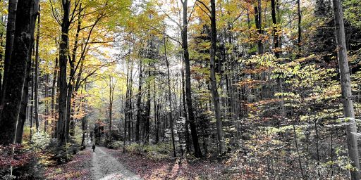Waldkirch Geräumt Waldkirch Geräumt