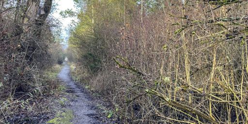 Waldweg Waldweg