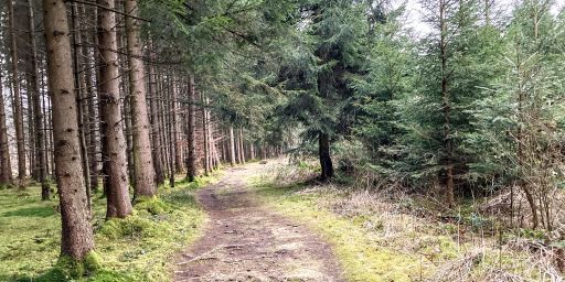 Dämmerung im Truderinger Wald Dämmerung im Truderinger Wald
